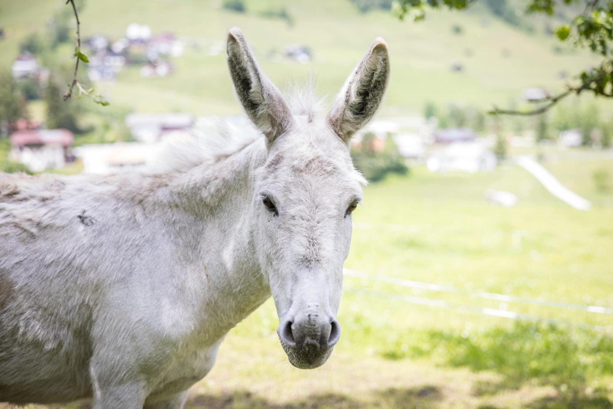 Untersillerhof Villa Neustift im Stubaital Bagian luar foto